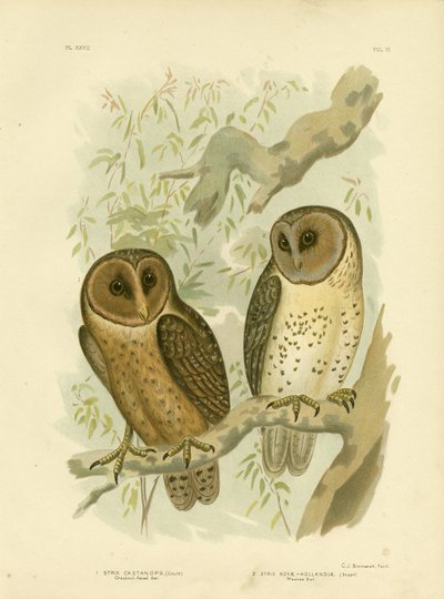 Chestnut-Faced Owl, 1891 by Gracius Broinowski